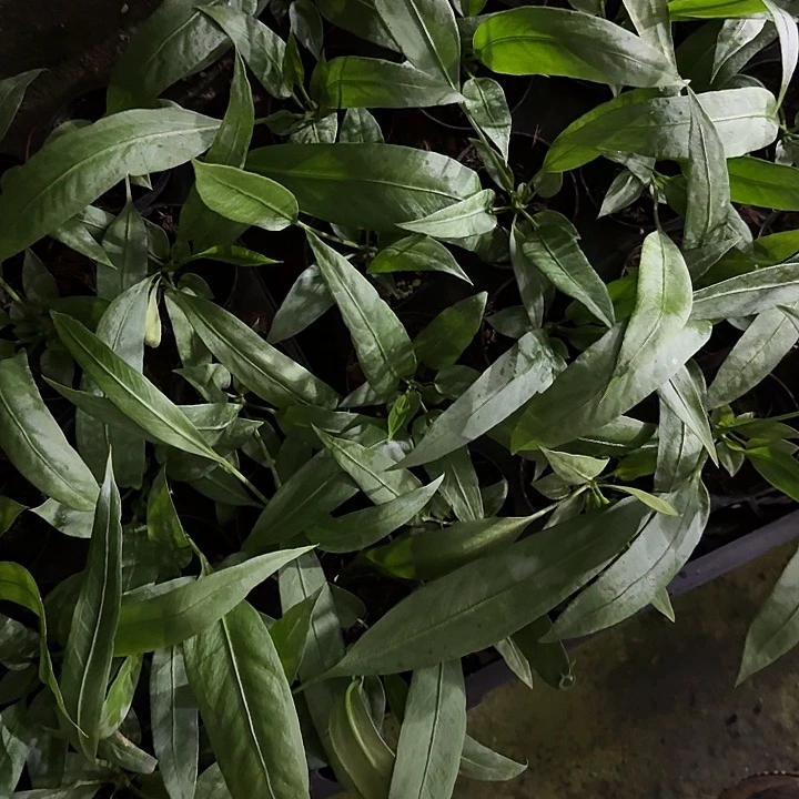 无花朵维塔领带花烛不包叶损绿植