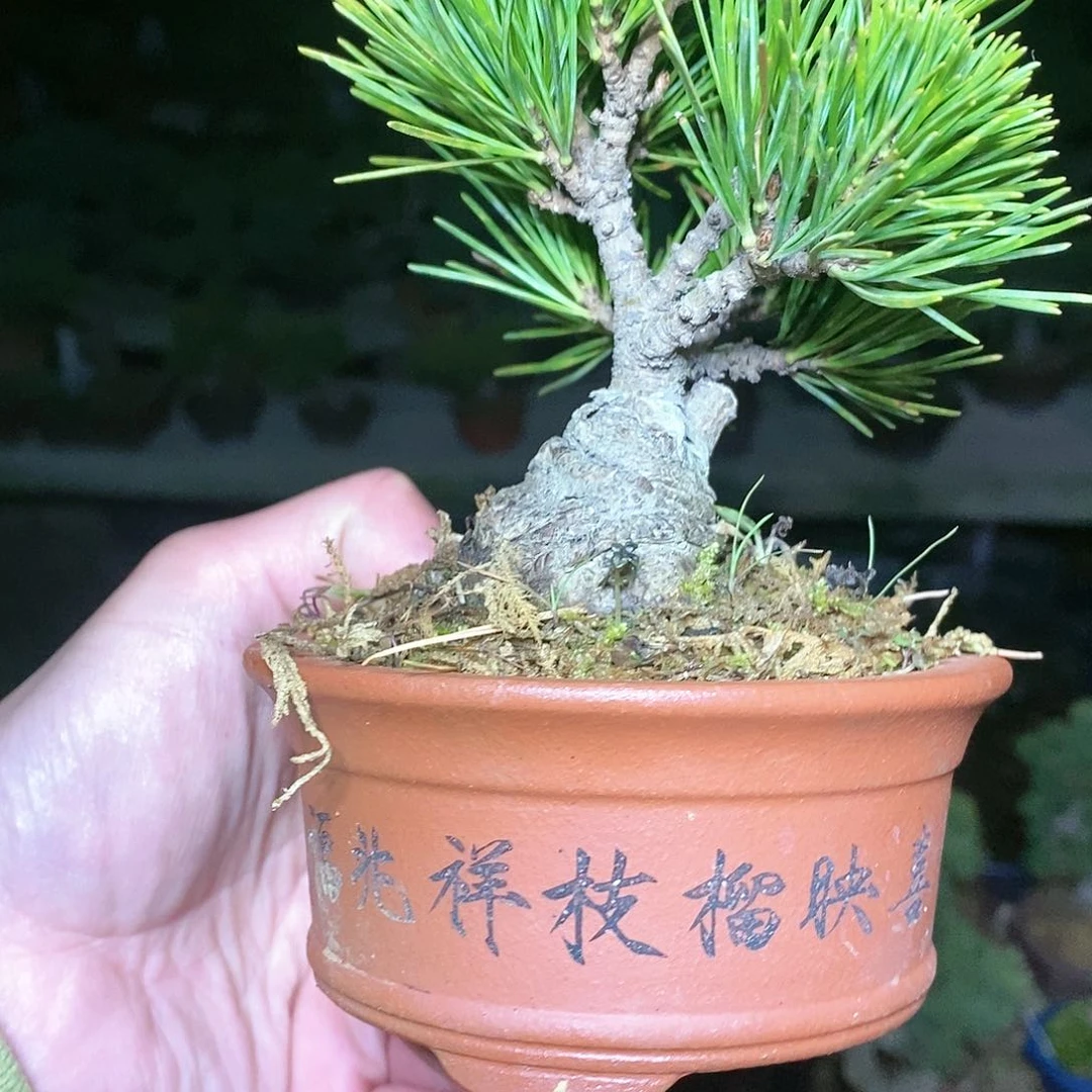 【闪购商品】无花朵