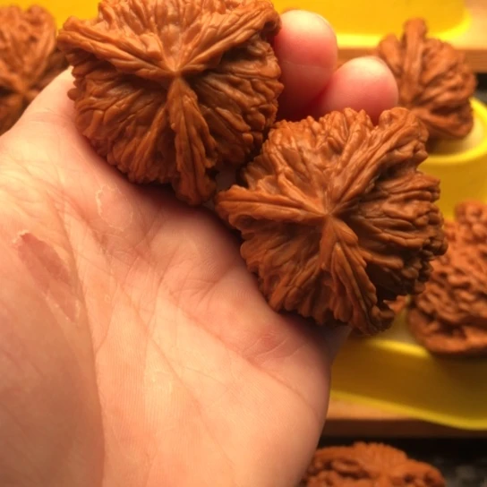 核桃核桃核桃核桃核桃