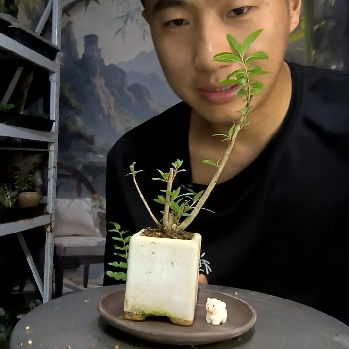 子**书中青园艺一物一拍92