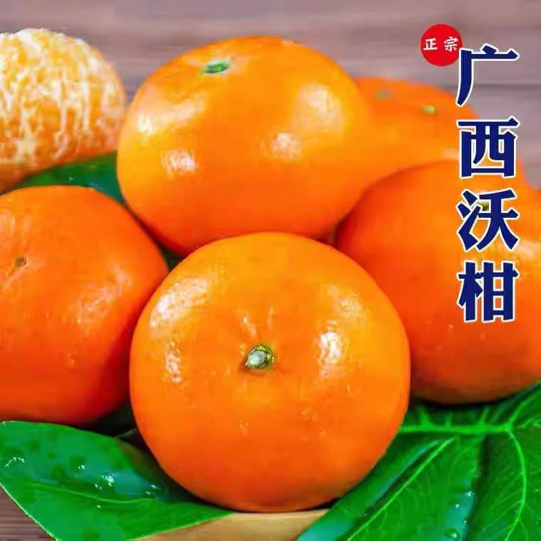 广西武鸣沃柑新鲜橘子鲜嫩柑橘香甜多汁广西沃柑正宗