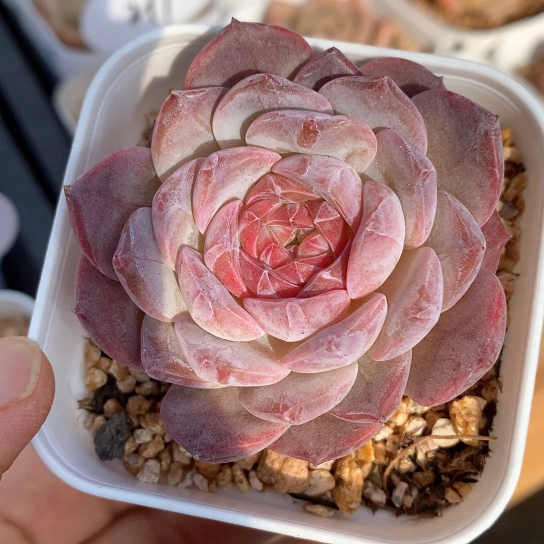 精品多肉一物一拍20