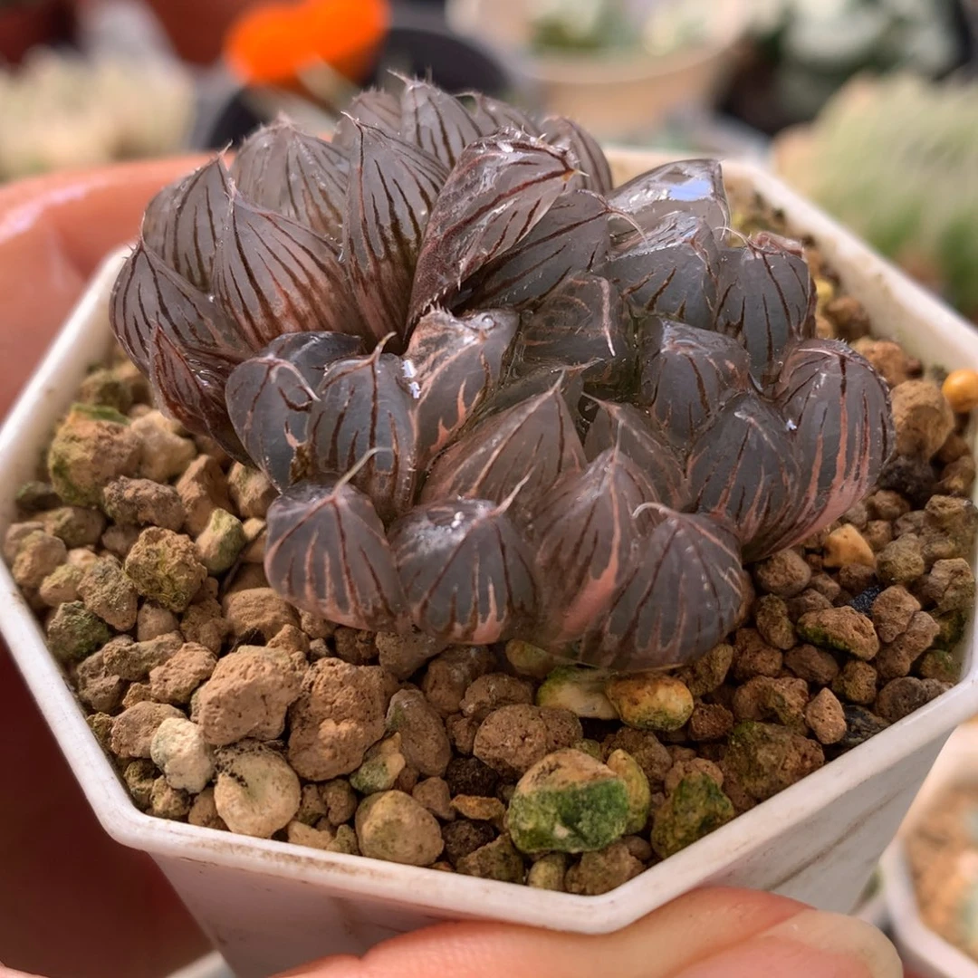 霓虹灯玉露锦，带盆发货