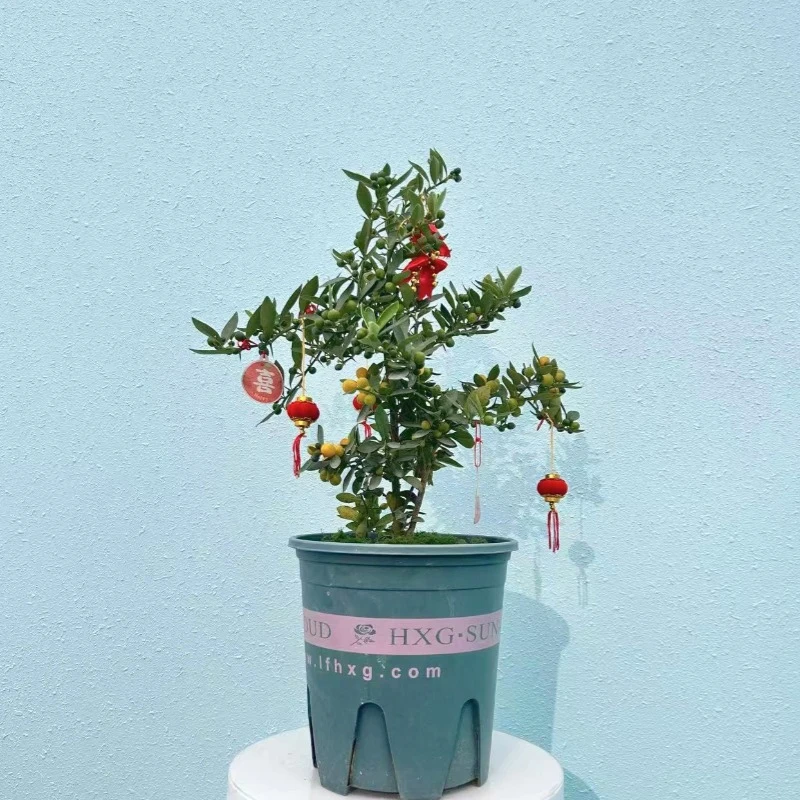 【五年老株】永春盆栽小金豆  喜庆寓意足 家居送礼收藏多适配