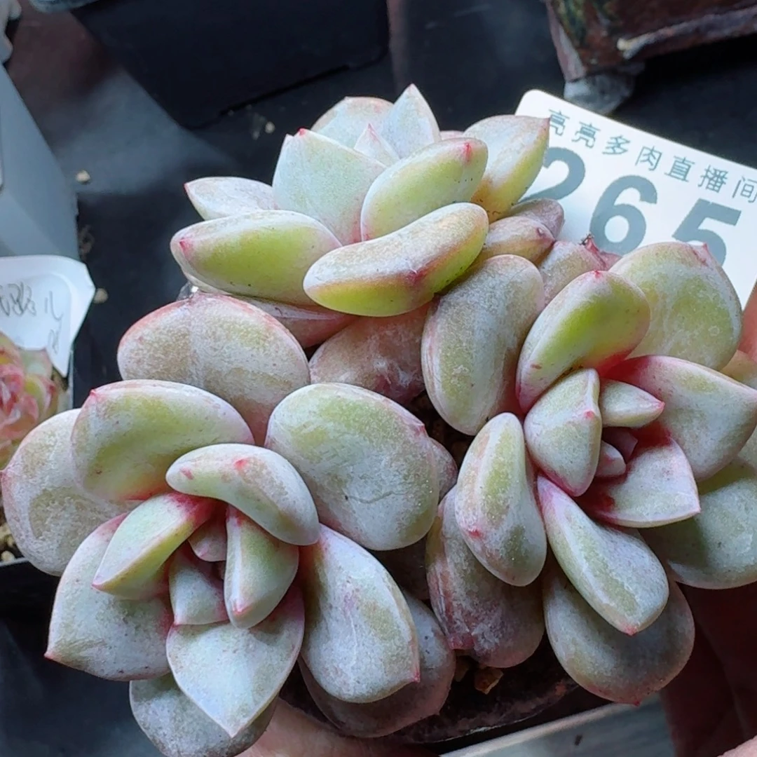 德国香槟      愿你一路坦途，乘风破浪展宏图