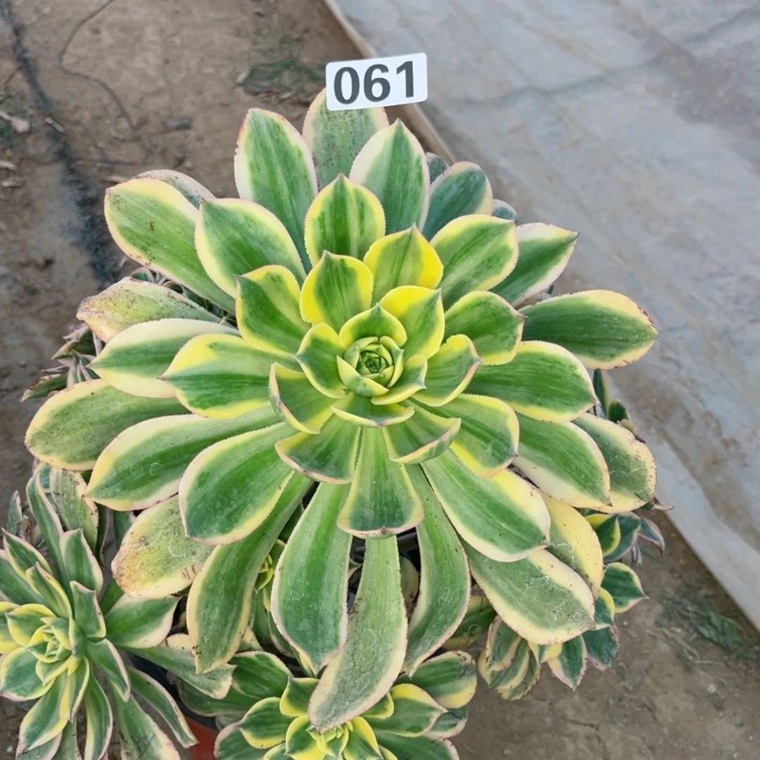 宋*可061灿烂法师多肉植物