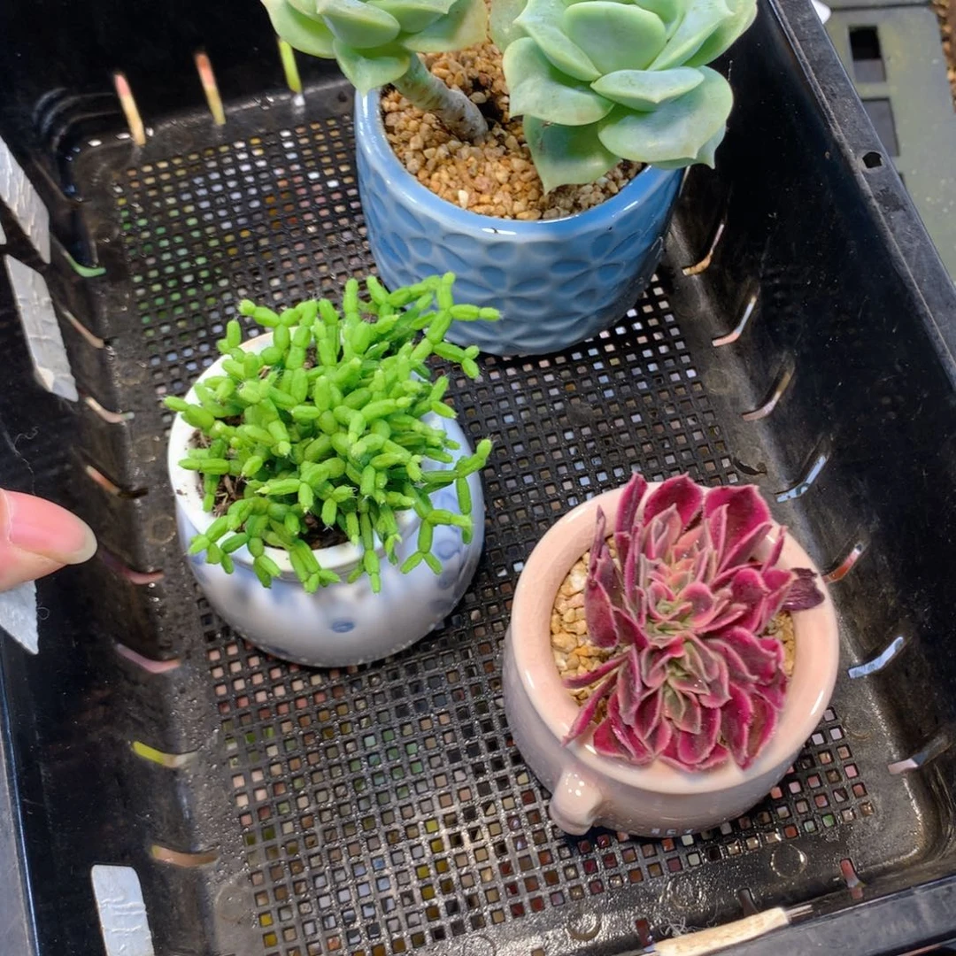 5厘米盆精控多肉2253