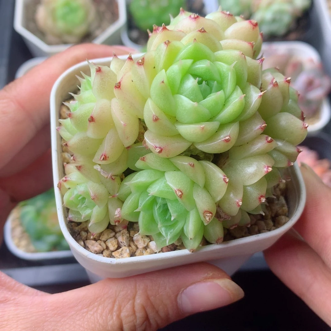 58包邮  群生不包整 105