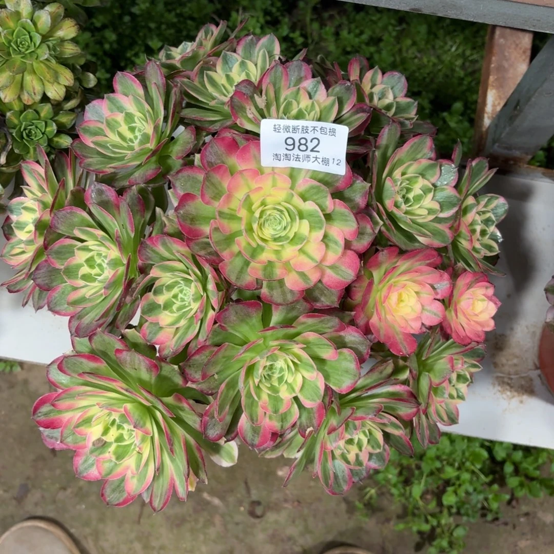 982海王多肉植物法师
