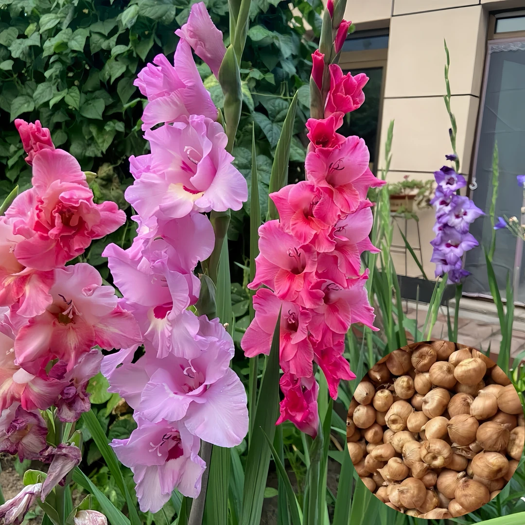 【浓香型剑兰种球】唐菖蒲四季种植阳台花盆观花种球切花多年生植物