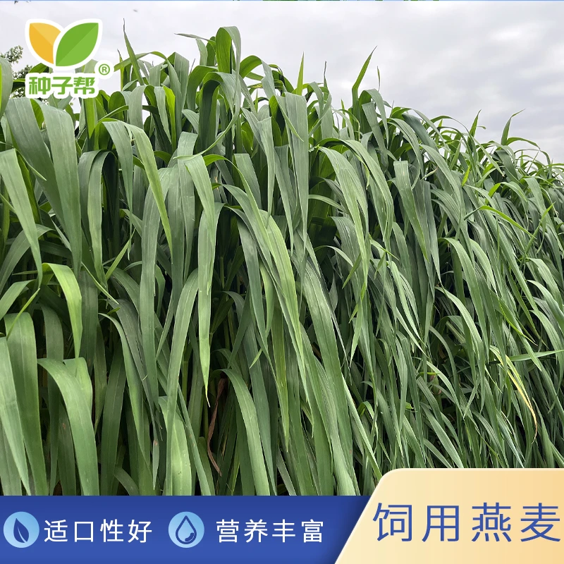 牧草燕麦种子优质牛羊草籽春秋播种柔嫩适口营养丰富耐旱高产收割