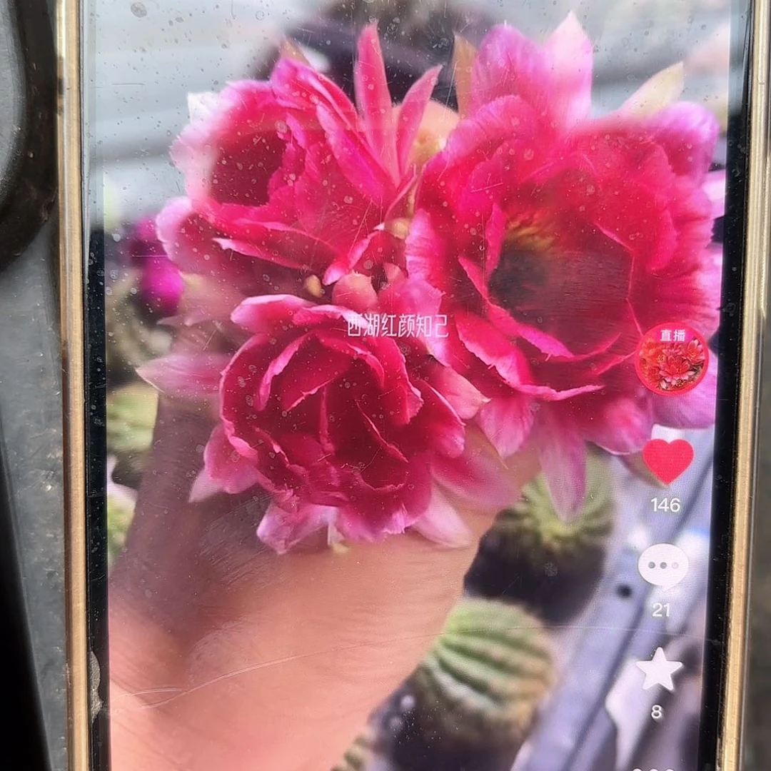 红颜知己丽仙人球20包邮10