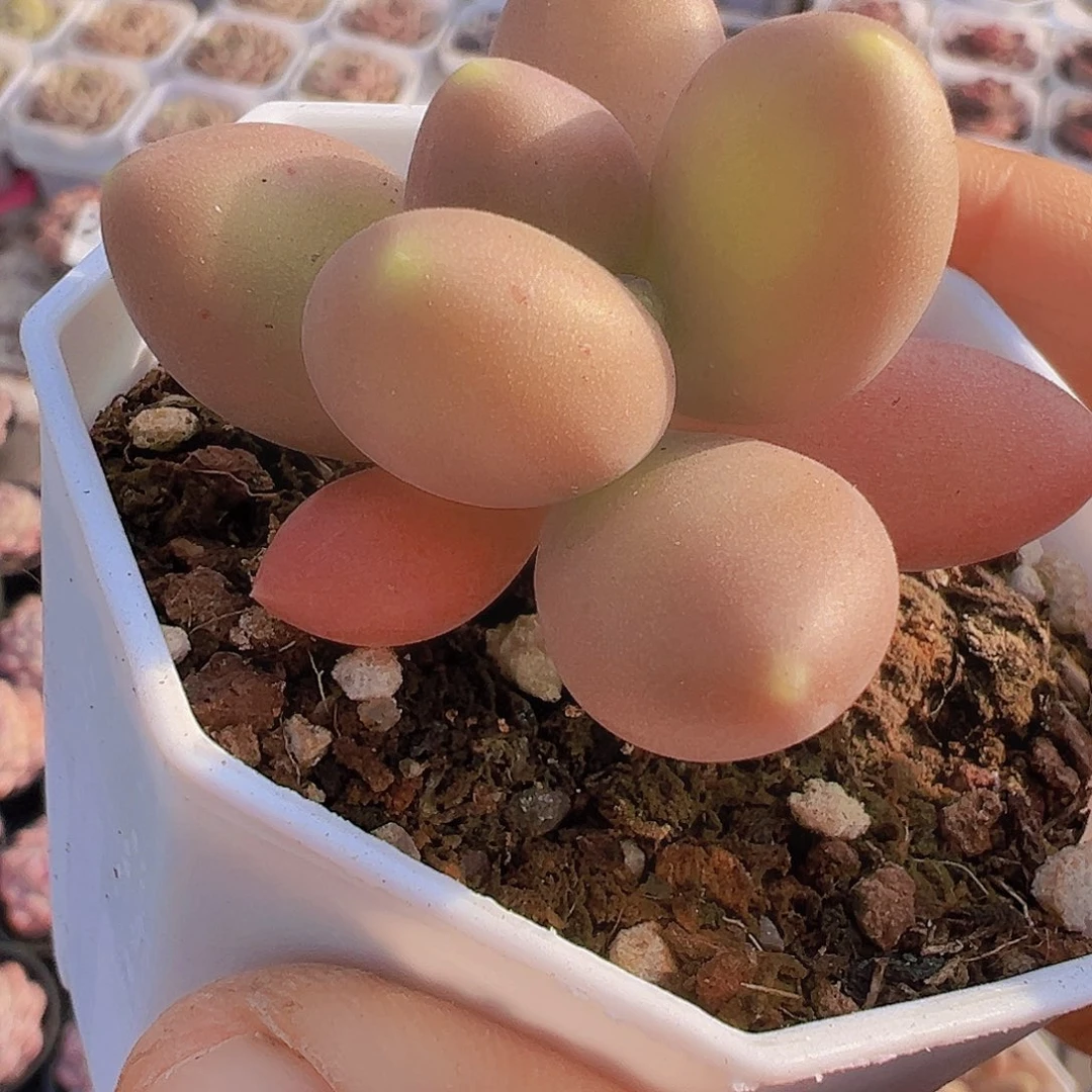 芒果奶19包邮多肉植物