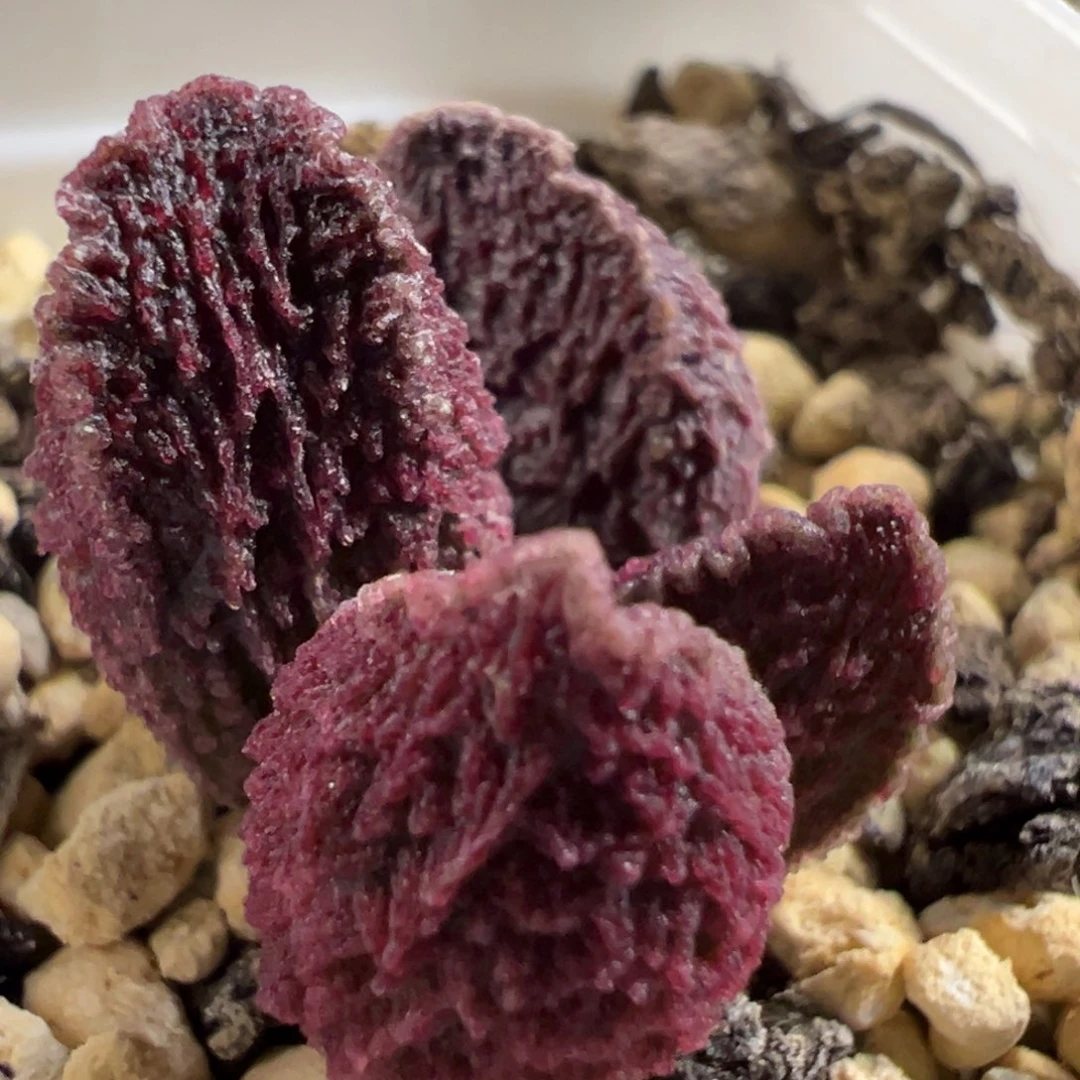 实生新品大苗多肉植物水泡