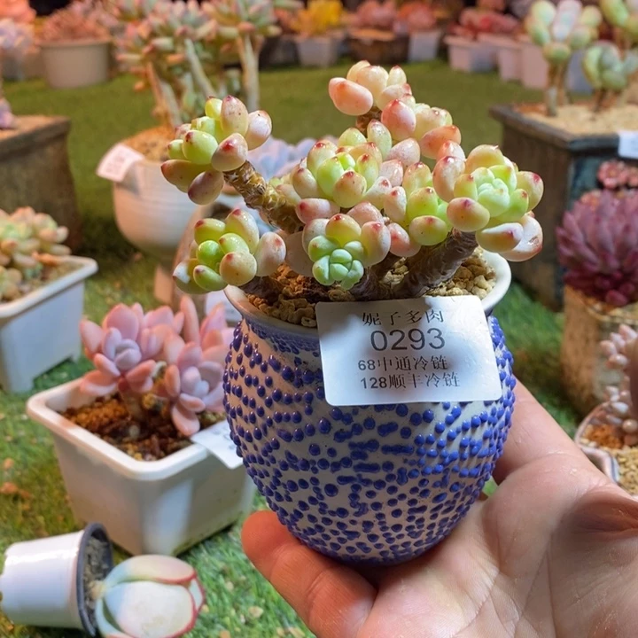 0293啊啊啊啊啊啊啊啊啊啊