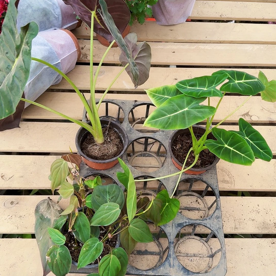 完全开放金龙骨组合处理无售后处理无售后