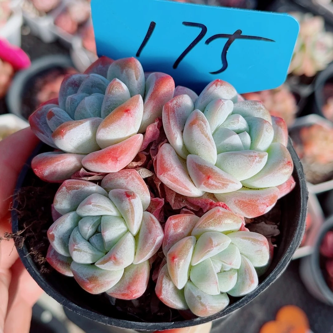 175号小老桩冰玉群9公分盆口