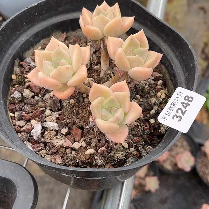 阿雅园艺。         3248千金