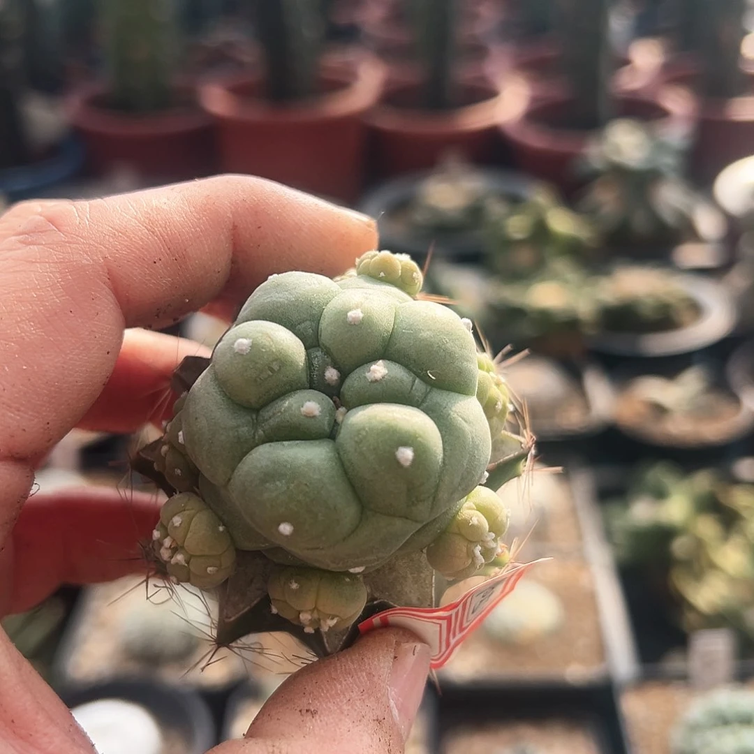 905大尤翠新年快乐mm