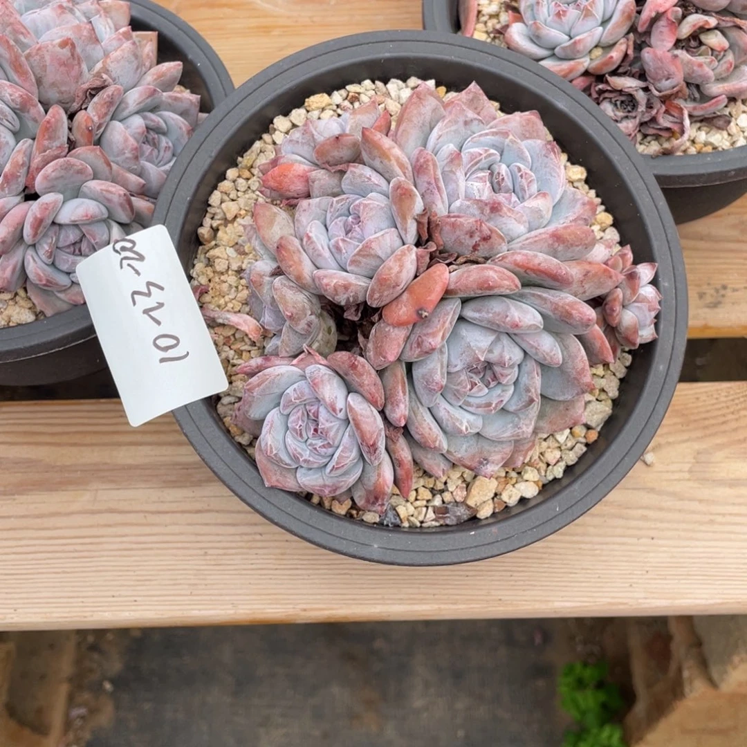 10-13-20静好多肉园艺