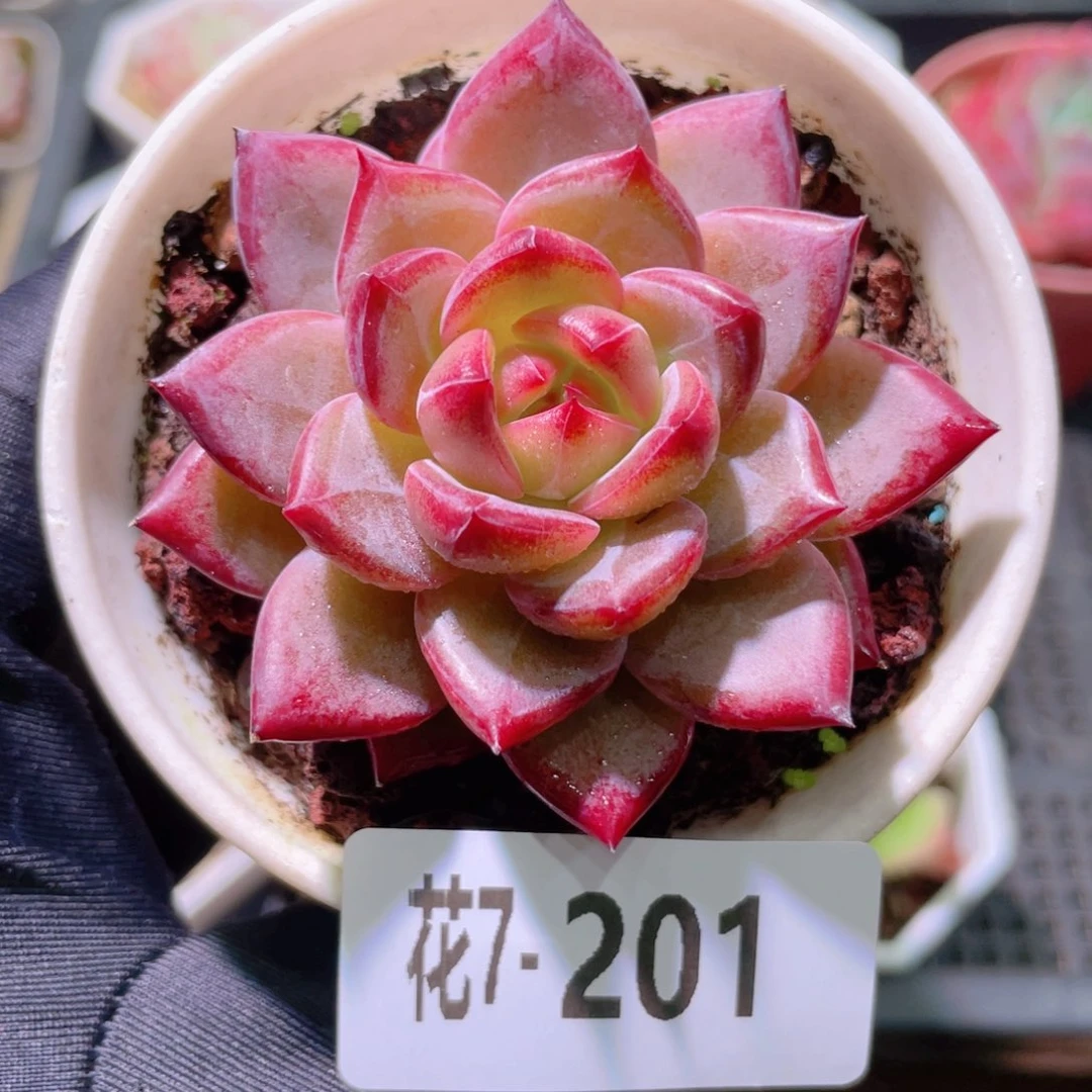 花利美7-201醉霞单头