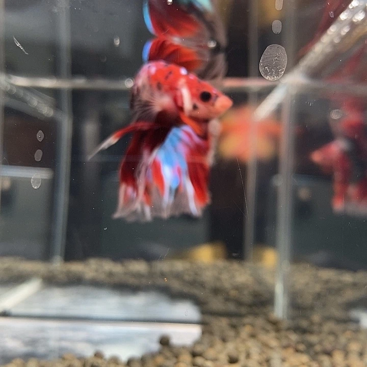 斗鱼黑211号巨斗将军