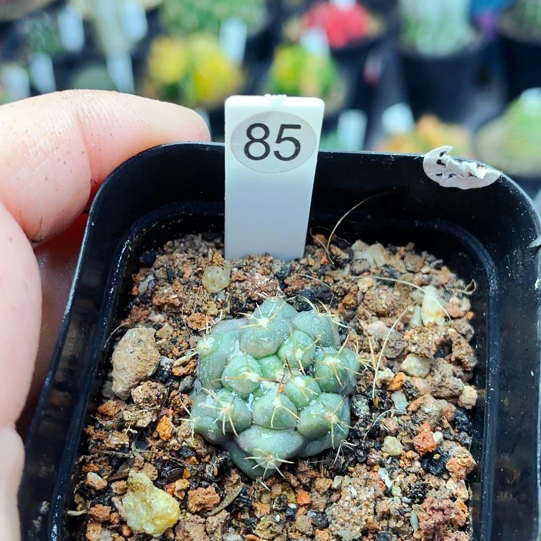 无刺象牙非偏远地区满25包邮仙人球