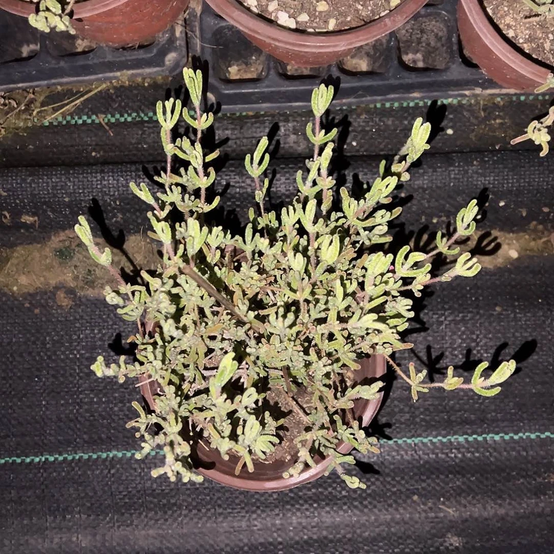 钻石黄化锦120盆老桩