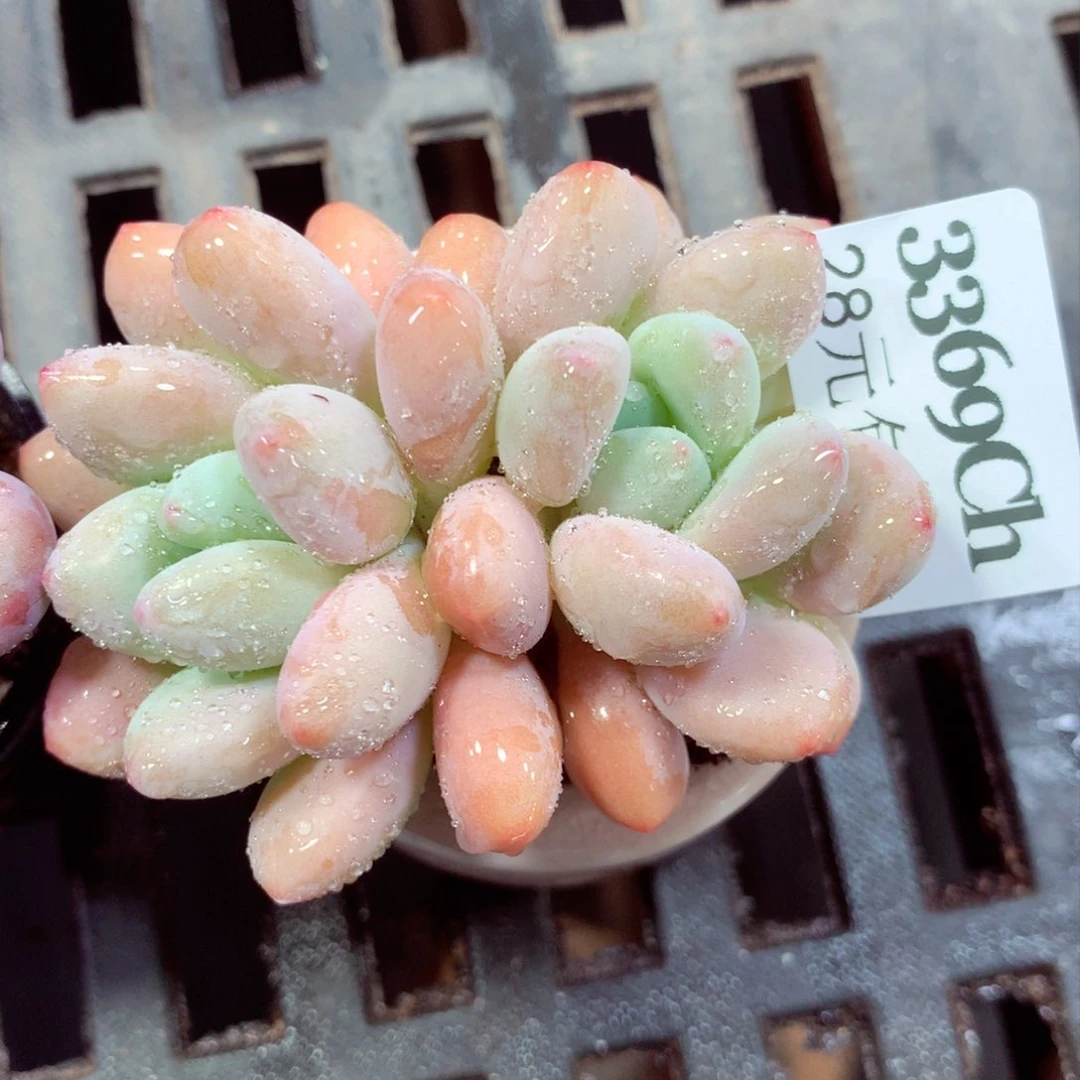 5厘米盆精控多肉3369