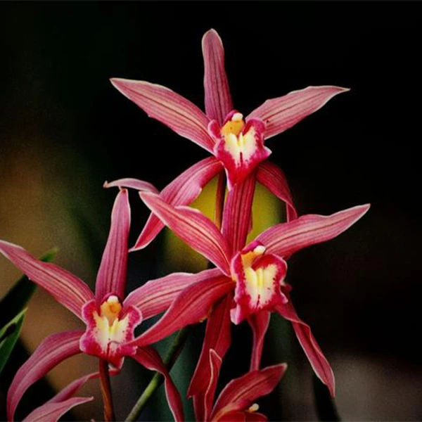 兰馨园兰花草绿植盆栽直播 基地发货一物一拍