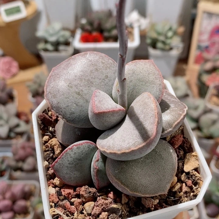 开播福利*金牛座水泡多肉植物