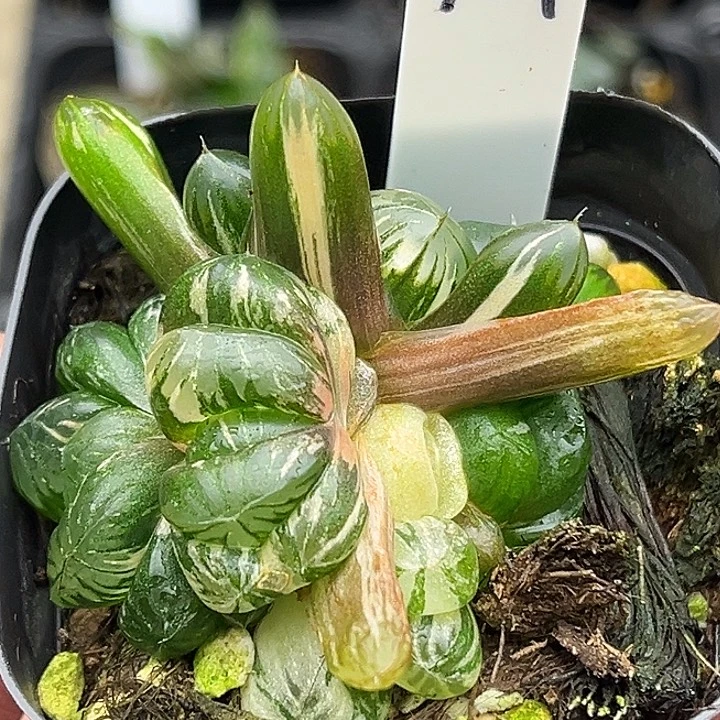 101多头老川玉露锦