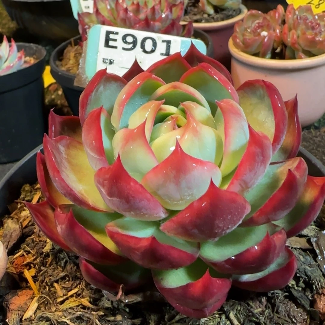 惊鸿一物一拍包装收缩花旱901