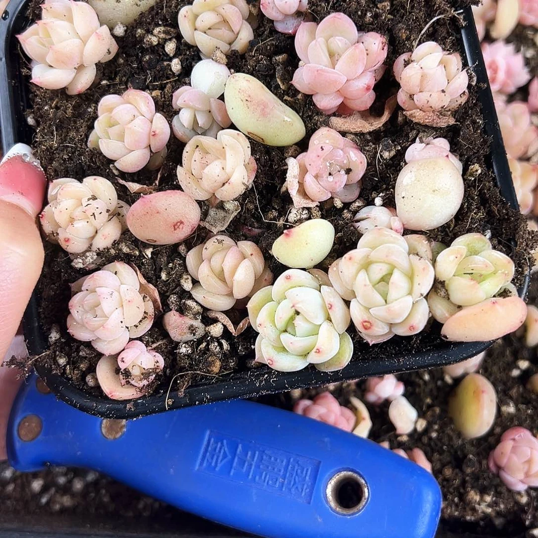 咯**哒贰月园艺一物一拍065