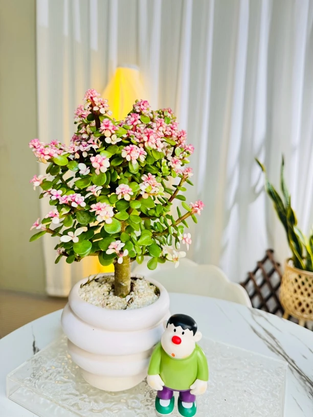 金枝玉叶盆景老桩室内盆栽花卉多肉植物吸醛苯家居北欧风摆件