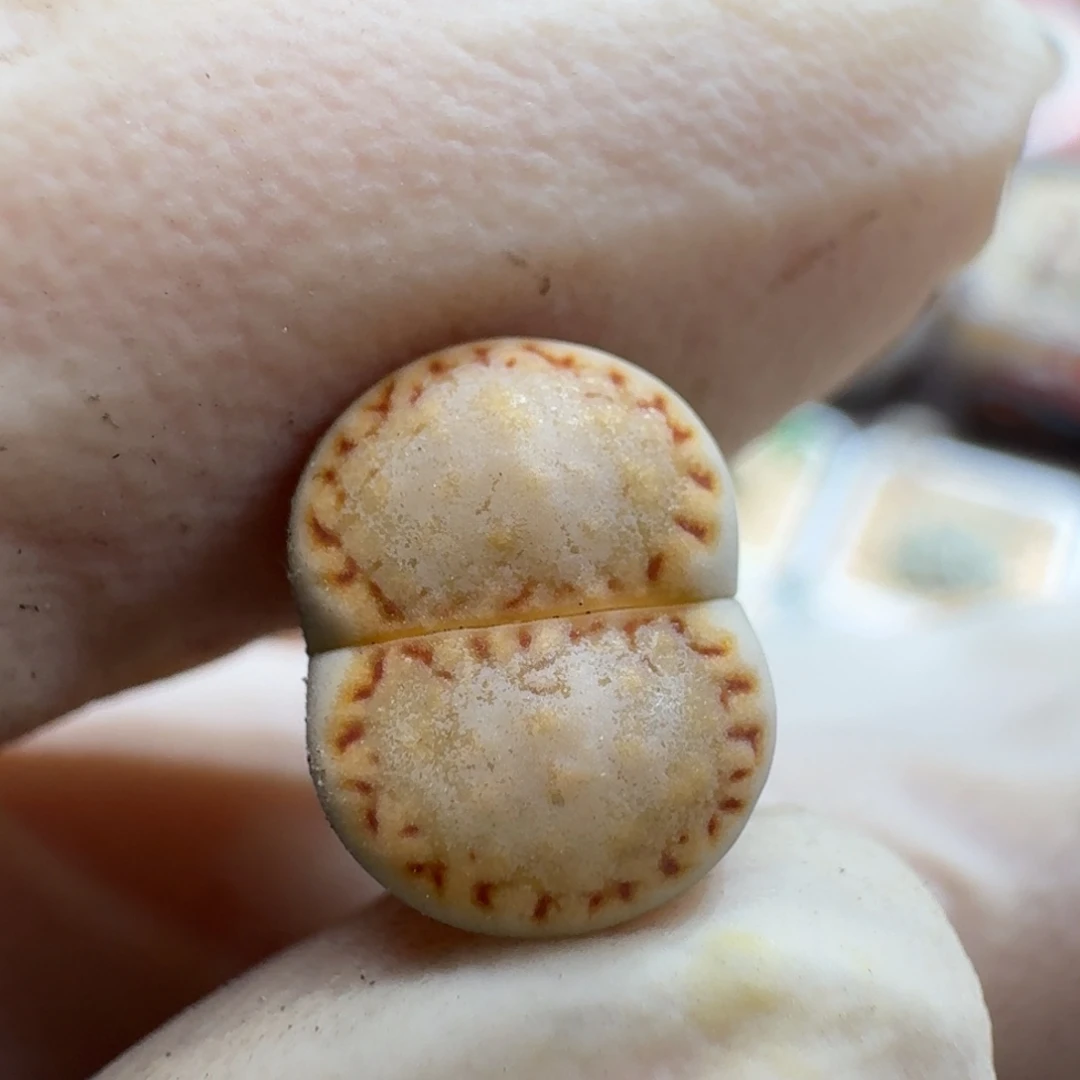 玉***子0920-068饼干1621.6