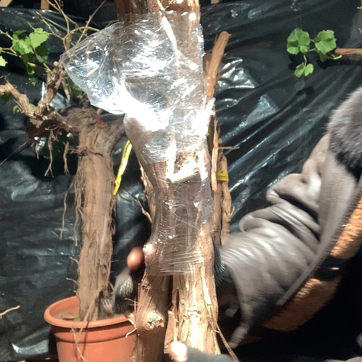 背***负无花朵葡萄树三棵