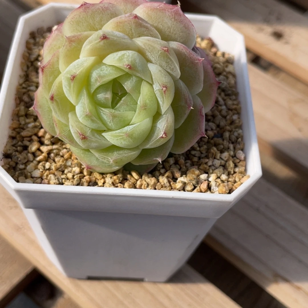 微***5Z1273包子化水女王