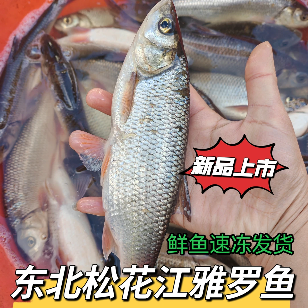 东北松花江雅罗鱼  拍一单发三斤