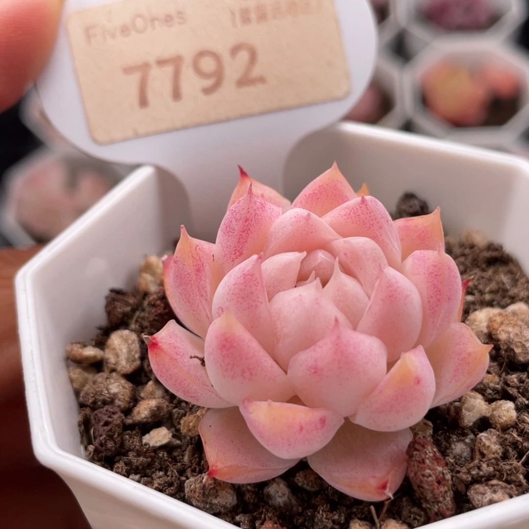 桃熏女王7792-4.0厘米