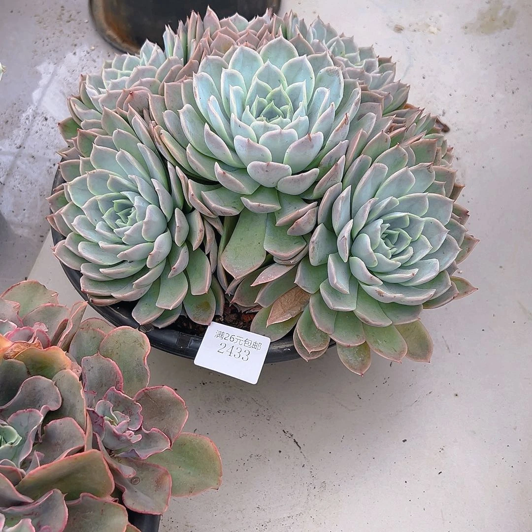 花***语2433约瑟琳多肉植物