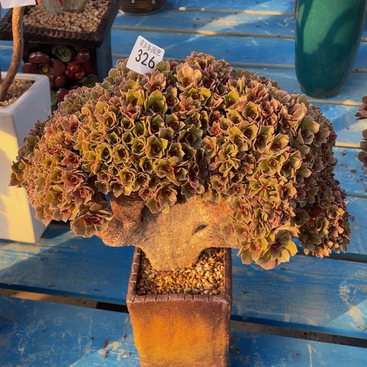 326号柠檬玫瑰朵朵有伤