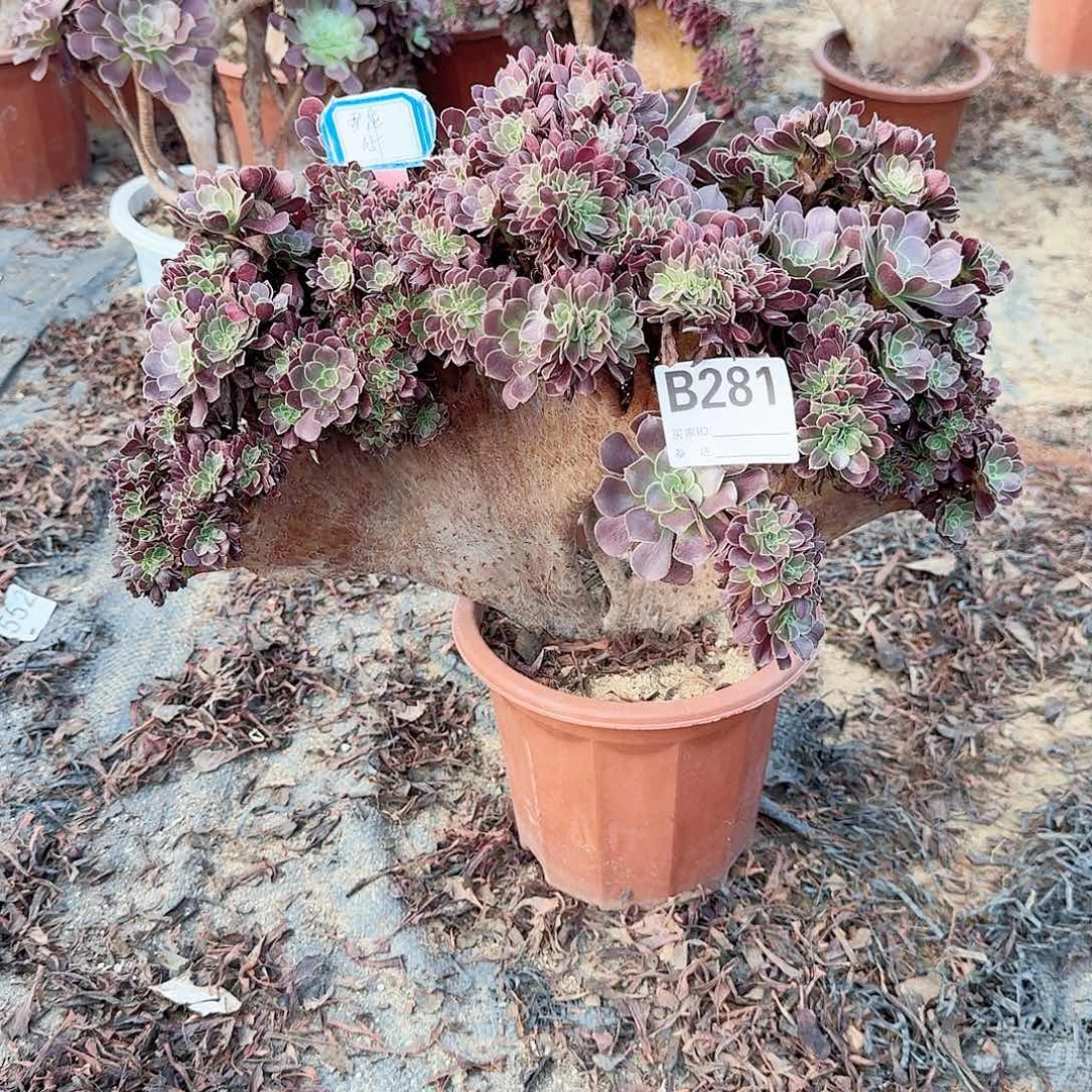 雪****281欧紫朵朵一颗呀呀