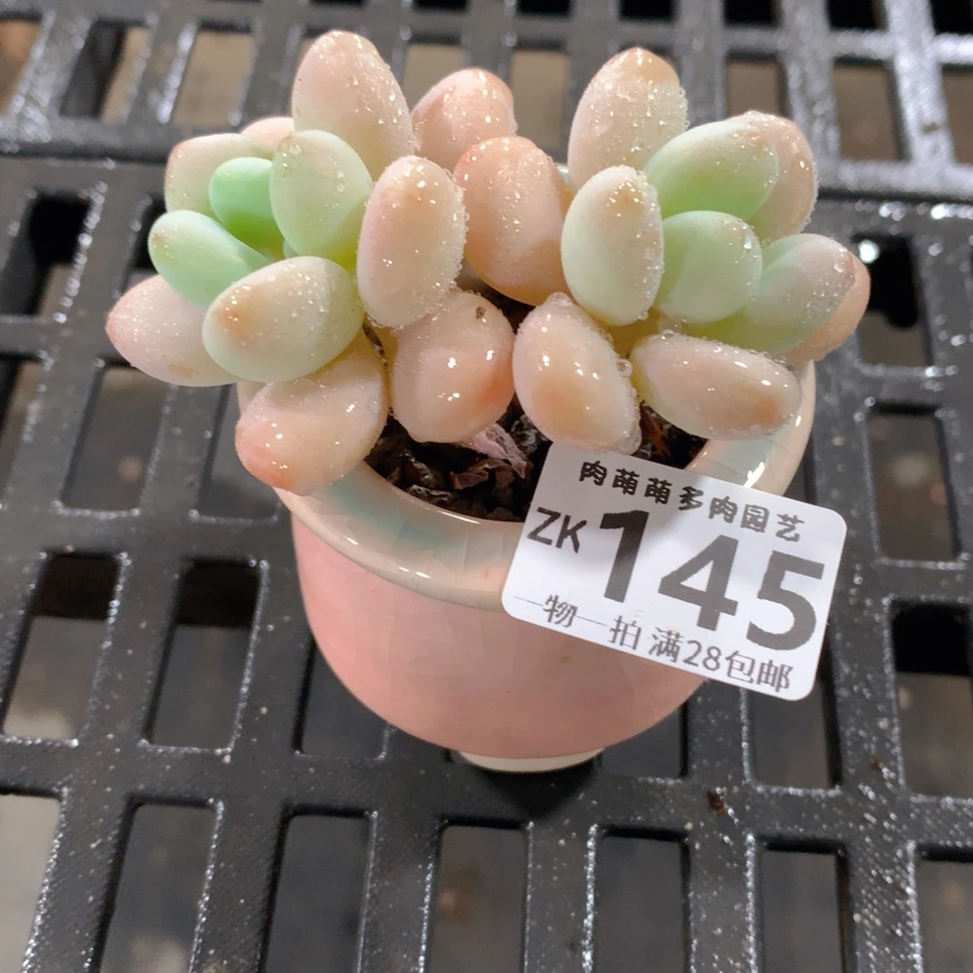 肉萌萌拇指盆精控多肉ZK145