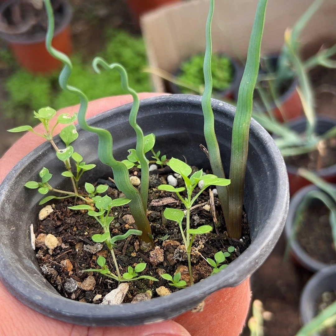 多肉植物多肉植物