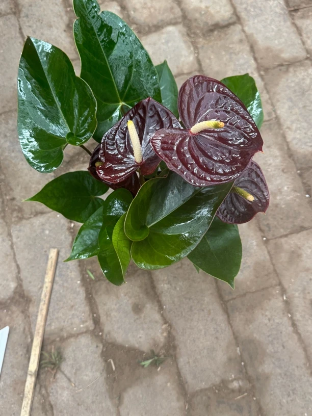 巧克力黑掌彩掌盆栽绿植