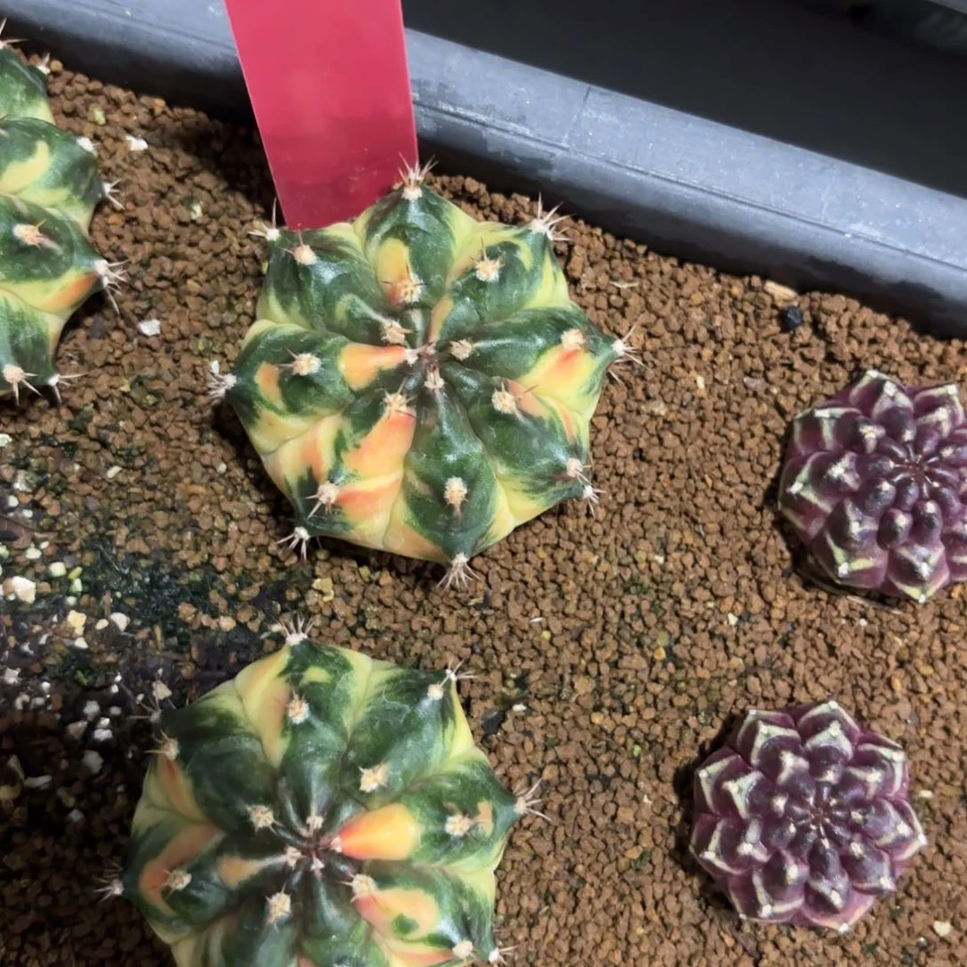 L563-1218泰国发货