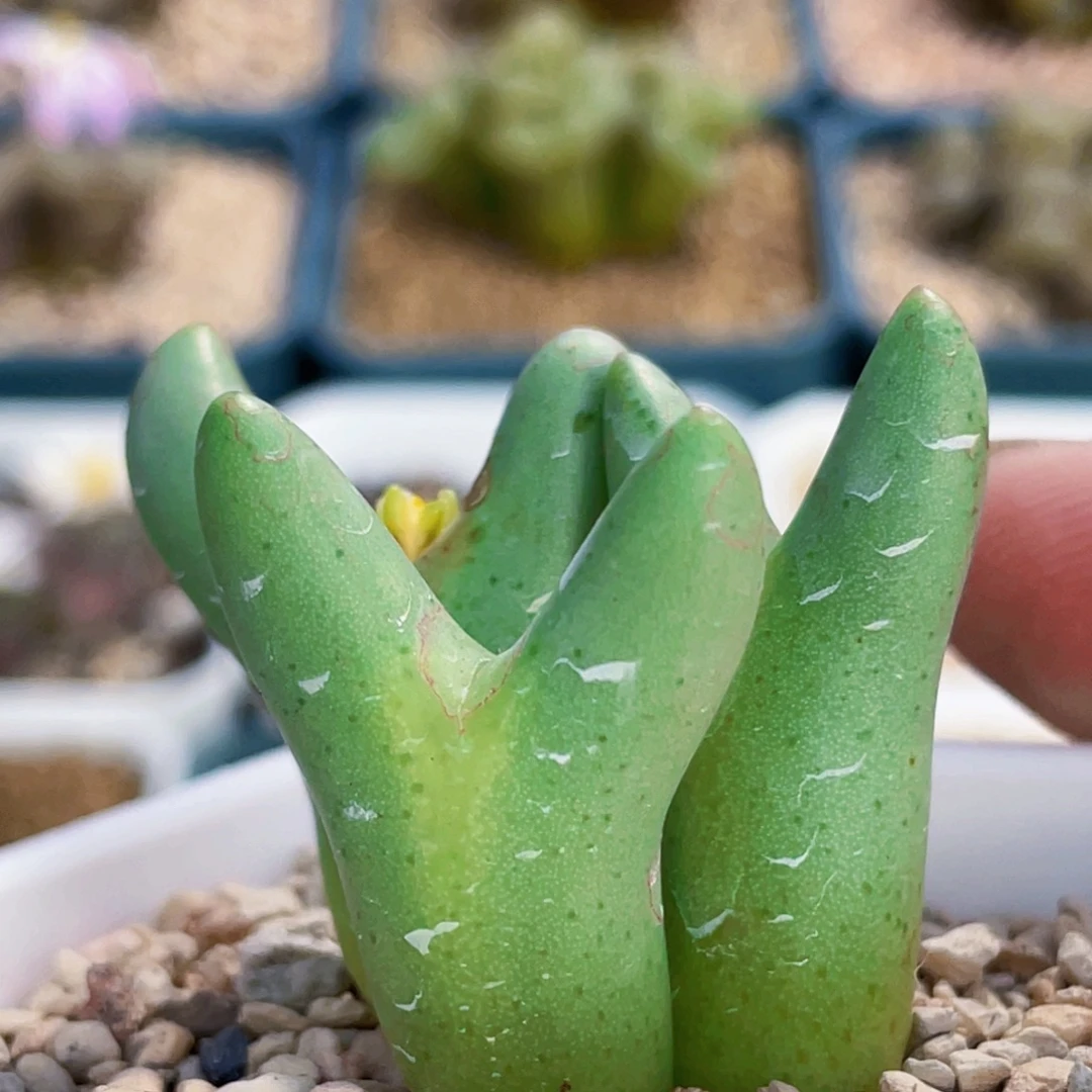 三头皮卡丘植物一物一拍