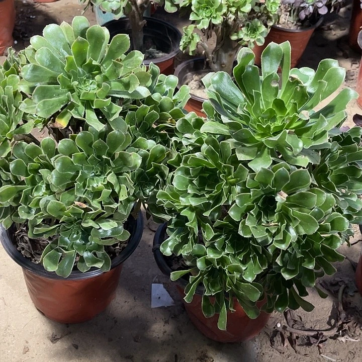 2棵原始绿玫瑰玫瑰