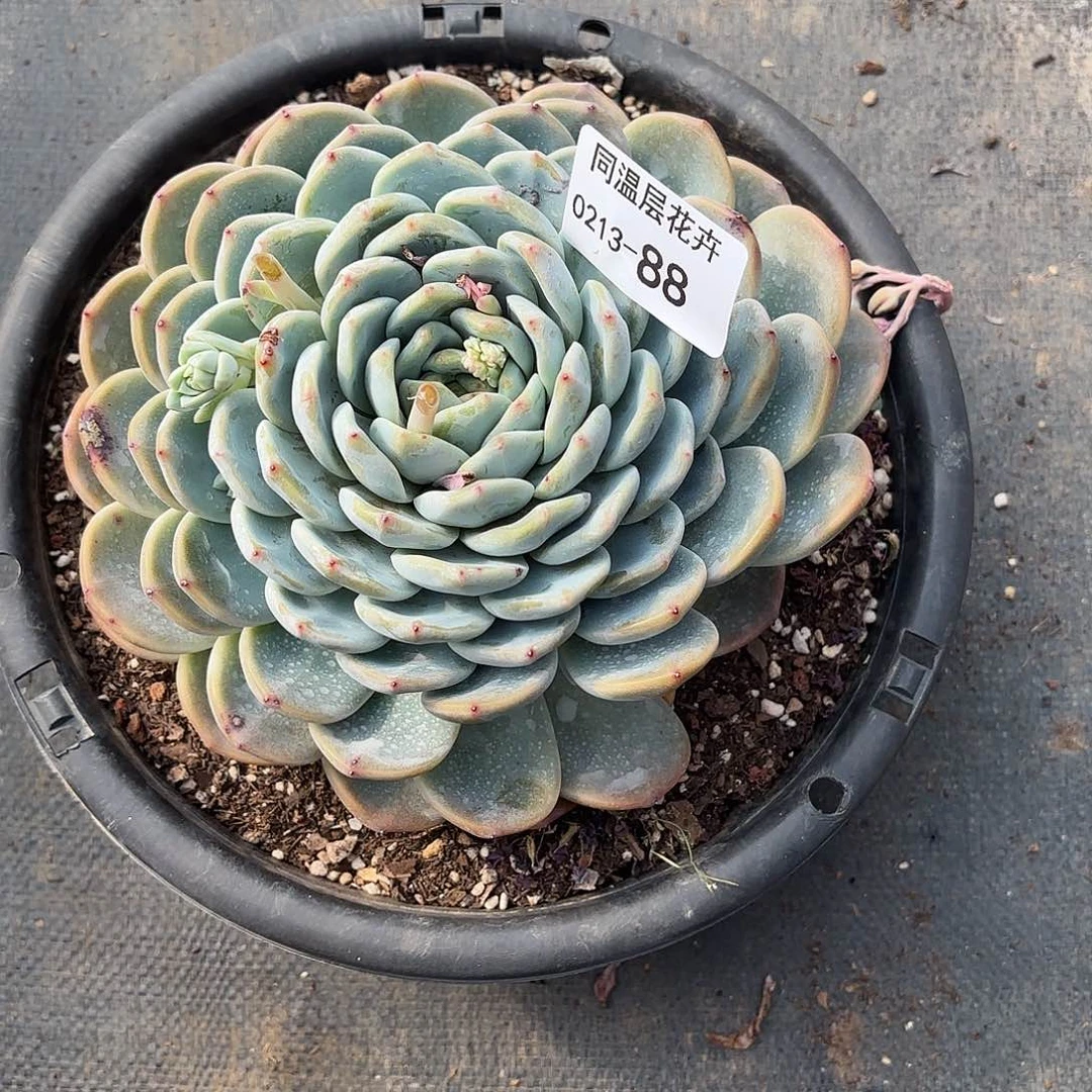同温层多肉88冰玉